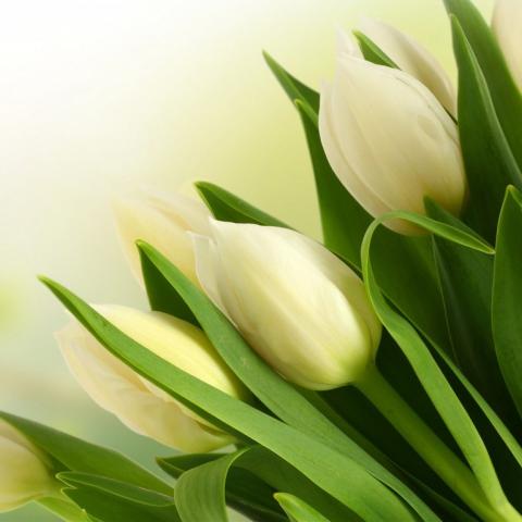tulips